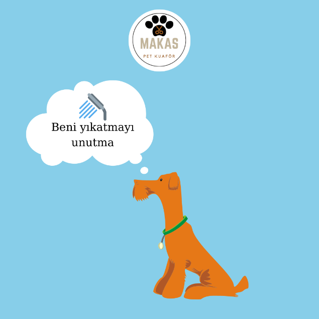 Etiler köpek kuaförü